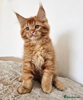 Maine Coon cats - Advert 15