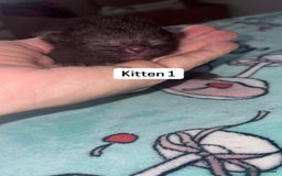 Domestic Shorthair cats for sale: 3 beautiful kittens - Image 4