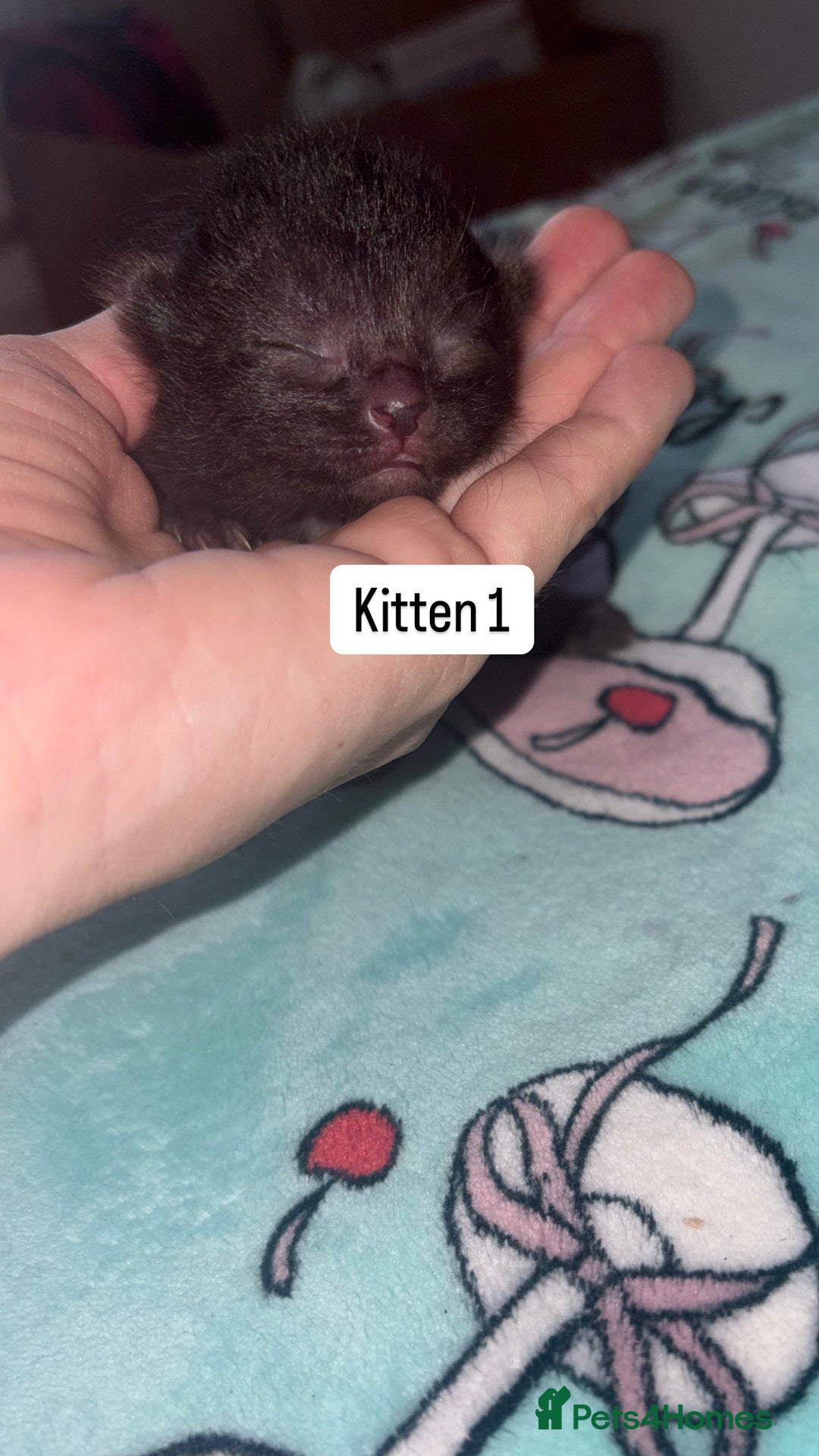 Domestic Shorthair cats for sale: 3 beautiful kittens - Image 4