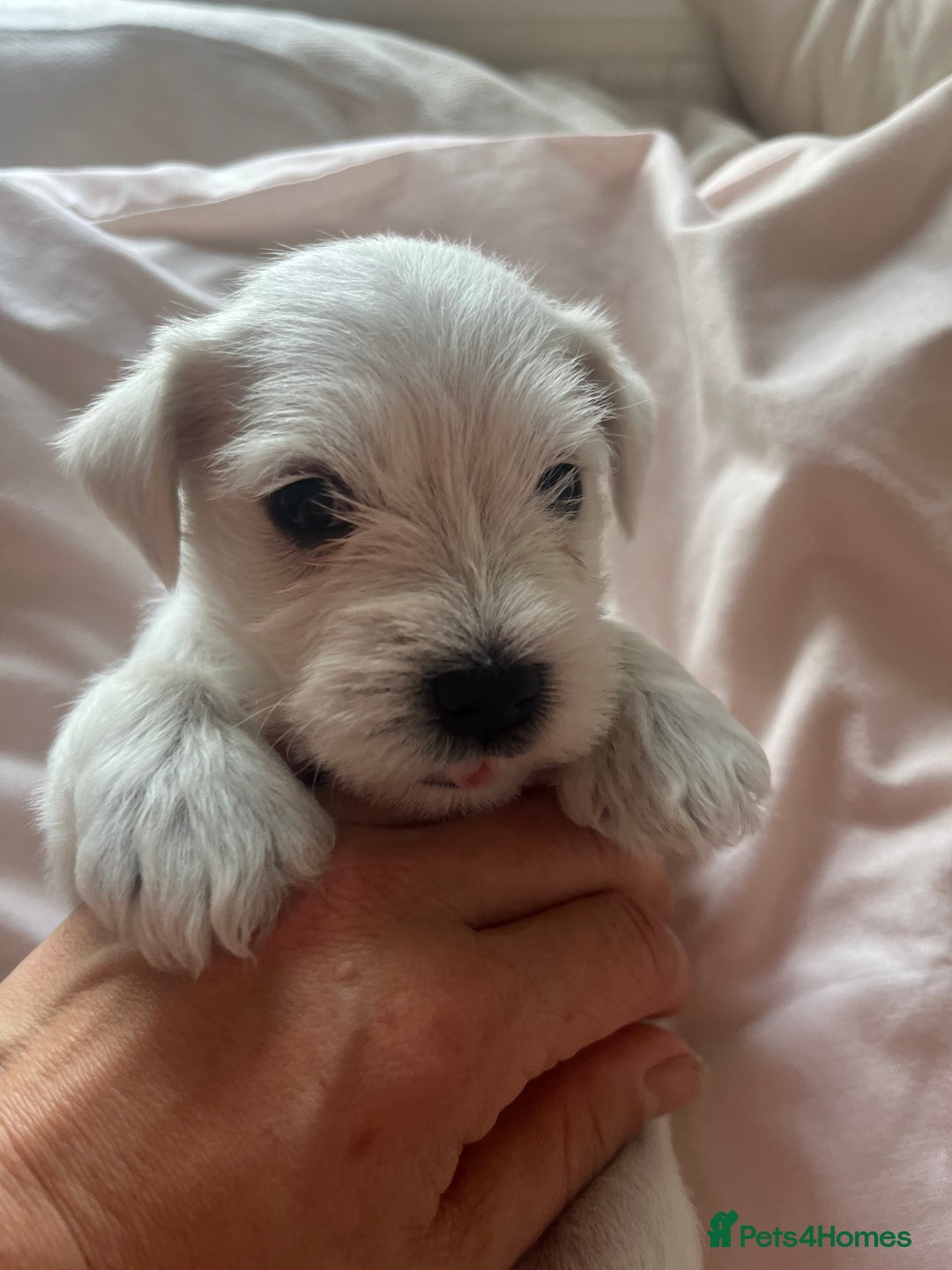 Miniature Schnauzer dogs for sale: Pure White KC REG Miniature schnauzer puppies  - Image 9