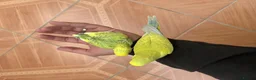 Budgerigars birds for sale: Two Beautiful Home Reared Baby Budgies 💚 in London - Advert 2