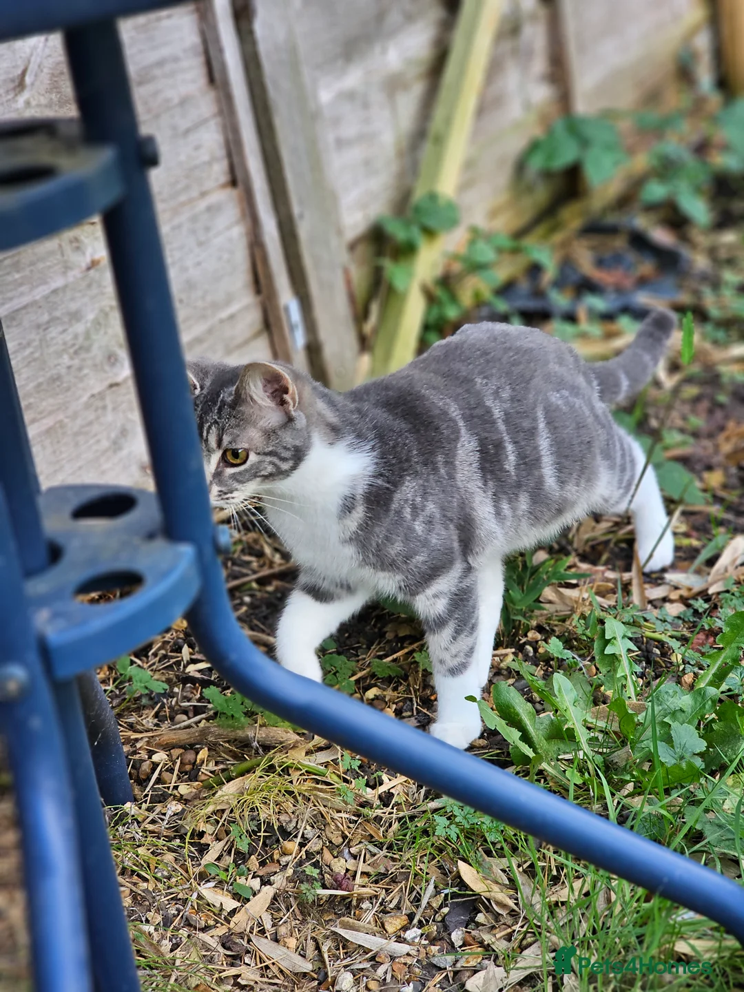 British Shorthair cats for sale: FREE ASAP 3 cats for rehoming due to moving abroad - Advert 10