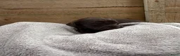 Sprocker dogs for sale: Kc Cocker spaniel / sprocker spaniel 10 pups - Advert 8