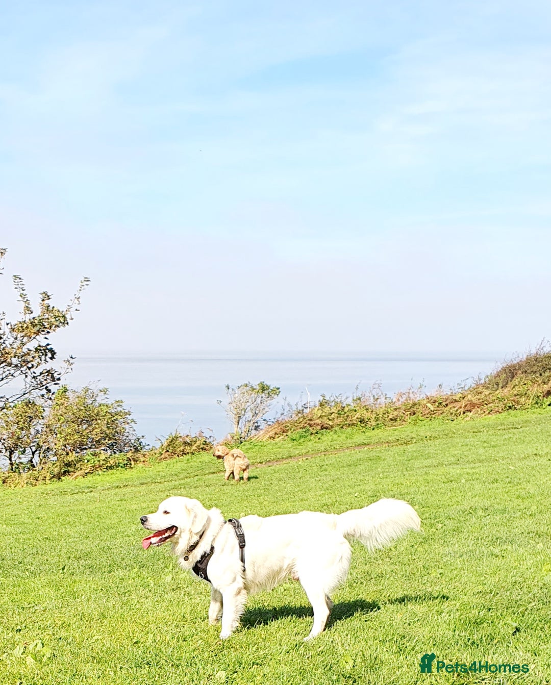 Golden Retriever dogs for stud: Stunning cream Golden Retriever for STUD in Lancaster - Advert 9