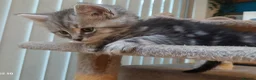 Maine Coon cats for sale: Mainecoon x bengal x russian blue mix  - Advert 12