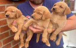 Labrador Retriever dogs for sale: Health Tested Working Labradors  - Image 16