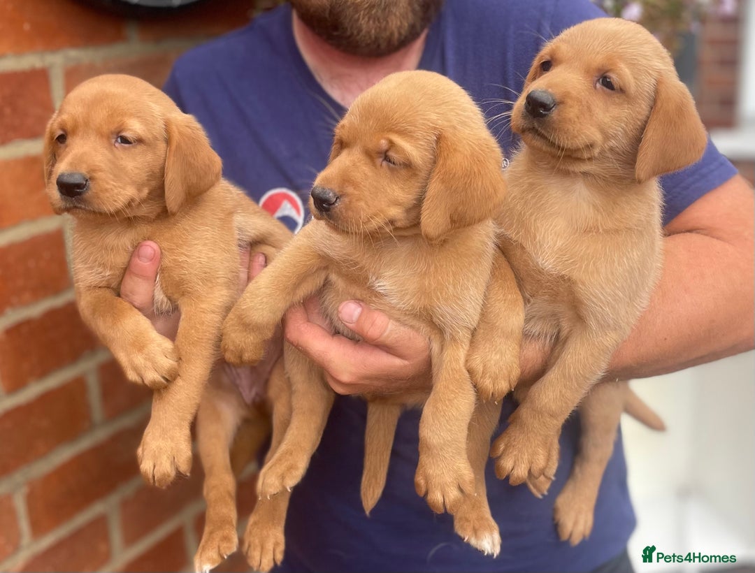 Labrador Retriever dogs for sale: Health Tested Working Labradors  - Image 16