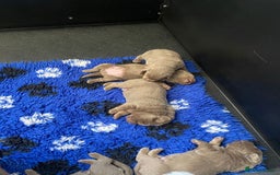 Labrador Retriever dogs for sale:  Ready for collection from today 🩶💚🩶   - Image 18