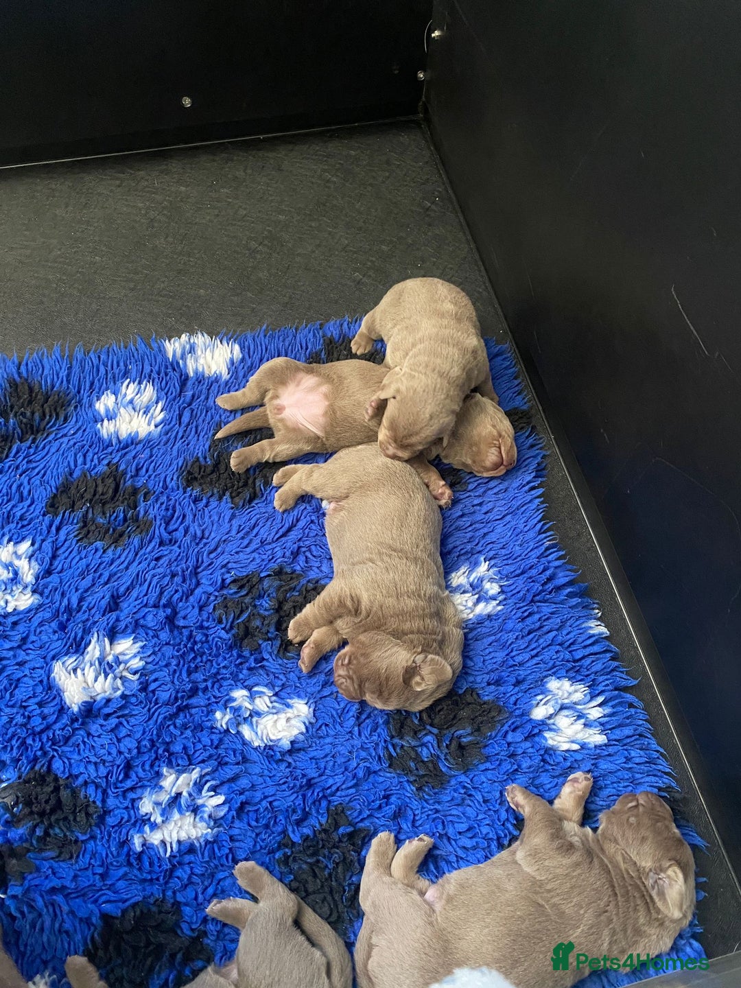 Labrador Retriever dogs for sale:  Ready for collection from today 🩶💚🩶   - Image 18