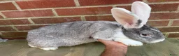 Mixed Breed rabbits for sale: Giant rabbit  in Basingstoke - Advert 6