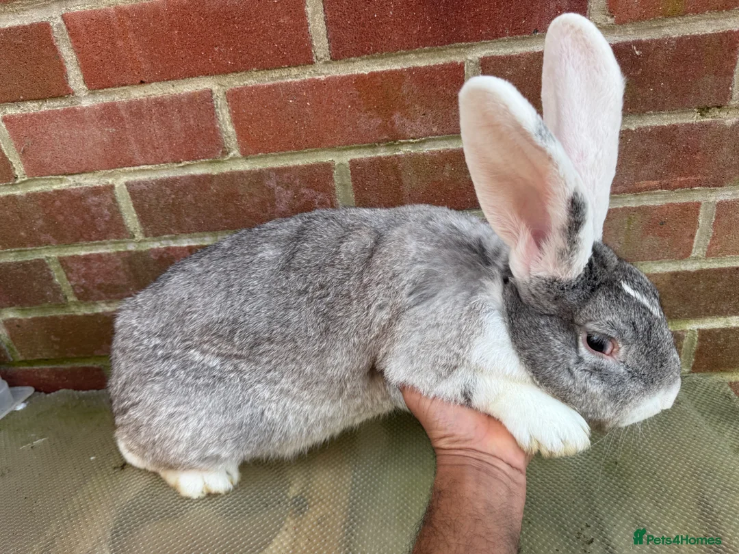 Mixed Breed rabbits for sale: Giant rabbit  in Basingstoke - Advert 6