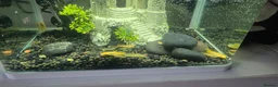 Plecos fish for sale: Angel wing bristlenose albino  baby's  - Advert 4