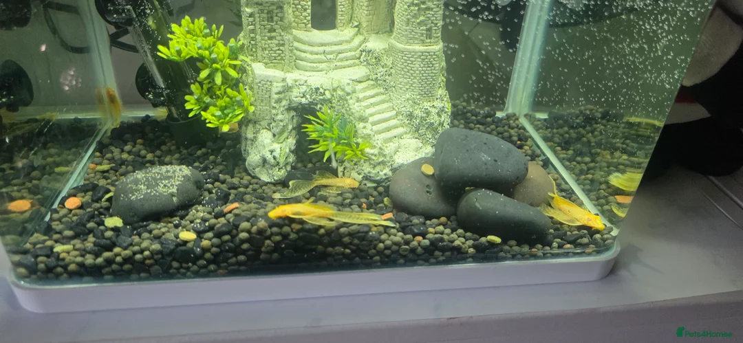 Plecos fish for sale: Angel wing bristlenose albino  baby's  - Advert 4