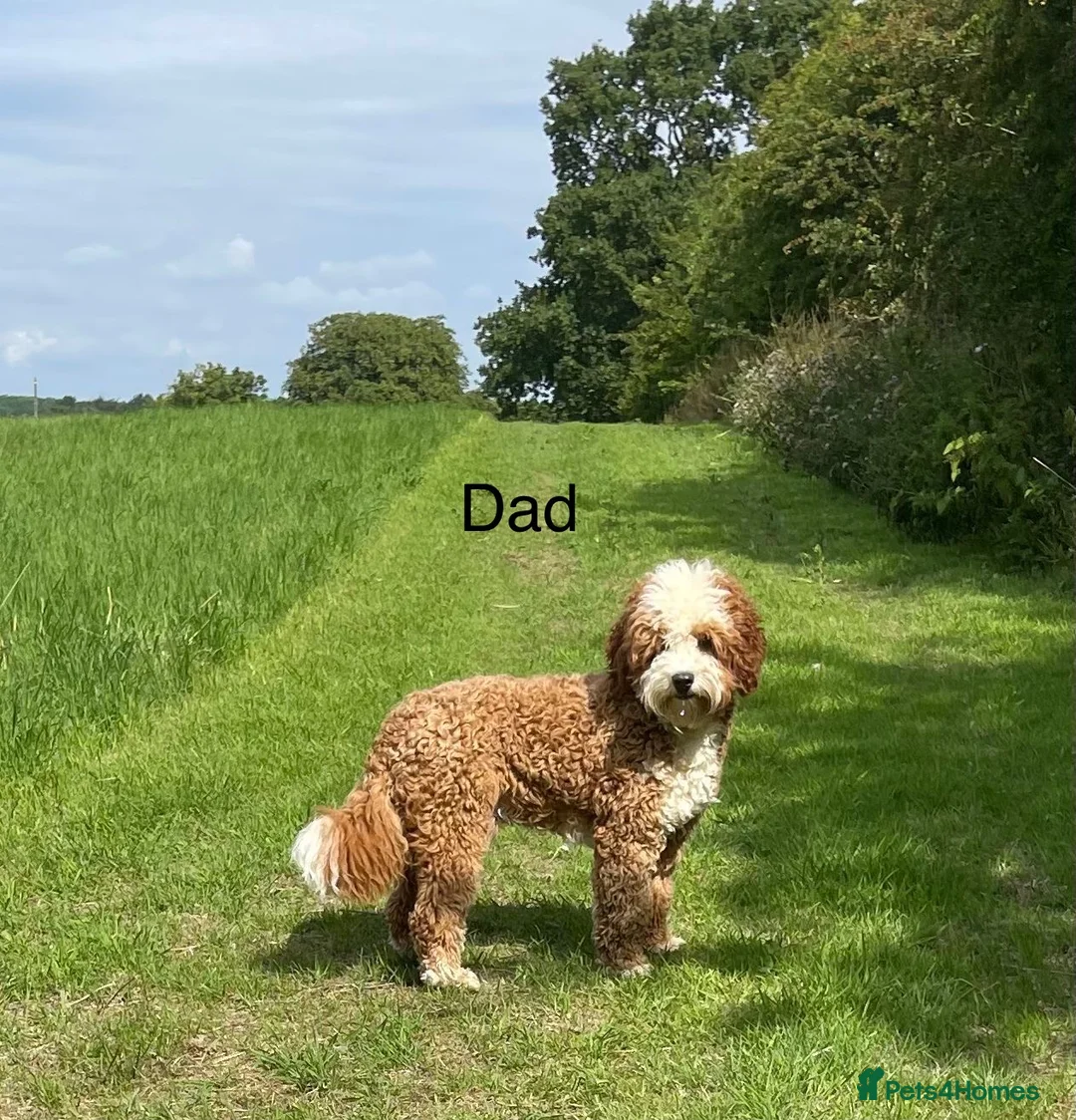 Mixed Breed dogs for sale: Mini Goldendoodle / Aussiedoodle Doubledoodles - Advert 15