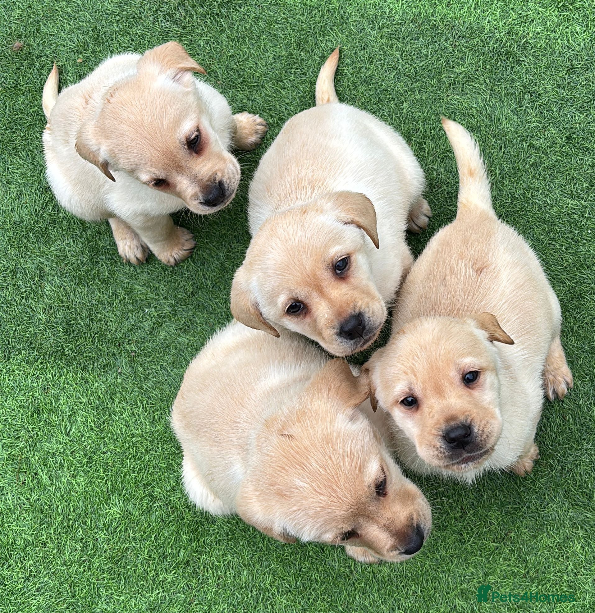 Labrador Retriever dogs Golden Chunky Labrador Puppies in Horsham - Advert 2