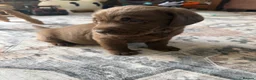 Labrador Retriever dogs for sale: Chunky chocolate Labrador puppies - Advert 6