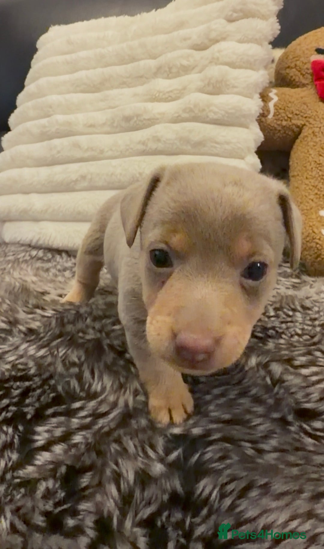 Jack Russell dogs for sale: Beautiful miniature lilac and tan boy  - Advert 3