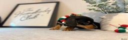 Miniature Dachshund dogs for sale: Miniature Dachshunds dapple. KC reg 4th Jan - Advert 26