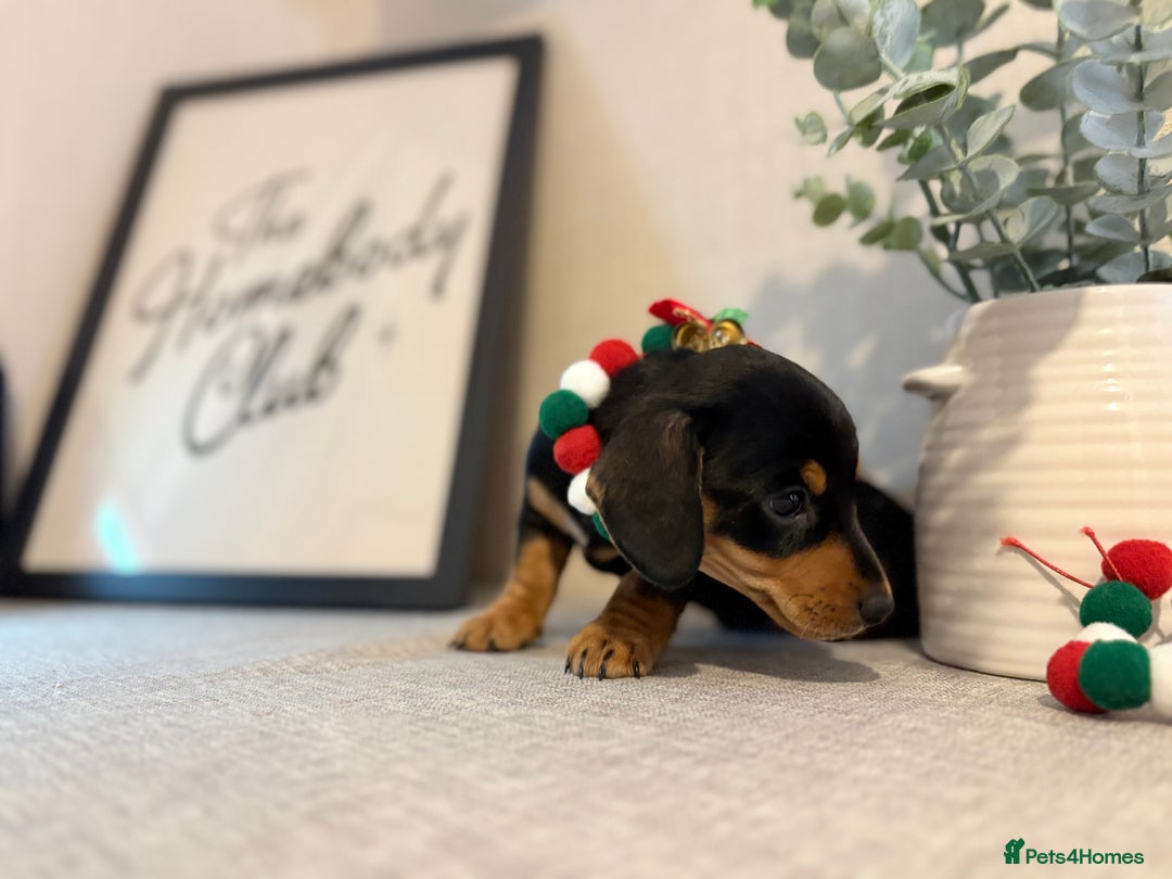 Miniature Dachshund dogs for sale: Miniature Dachshunds dapple. KC reg 4th Jan - Advert 26