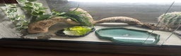 Tortoise reptiles for sale: 5 year old horsfield tortoise and full set up  - Advert 7