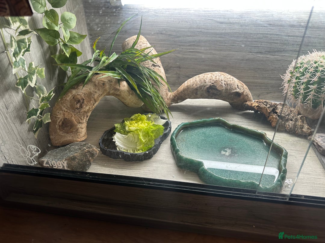 Tortoise reptiles for sale: 5 year old horsfield tortoise and full set up  - Advert 7