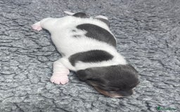 Miniature Dachshund dogs for sale: Miniature Dachshund male puppies  - Image 9