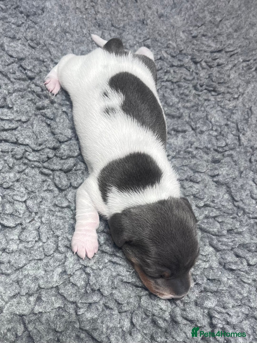 Miniature Dachshund dogs for sale: Miniature Dachshund male puppies  - Image 9