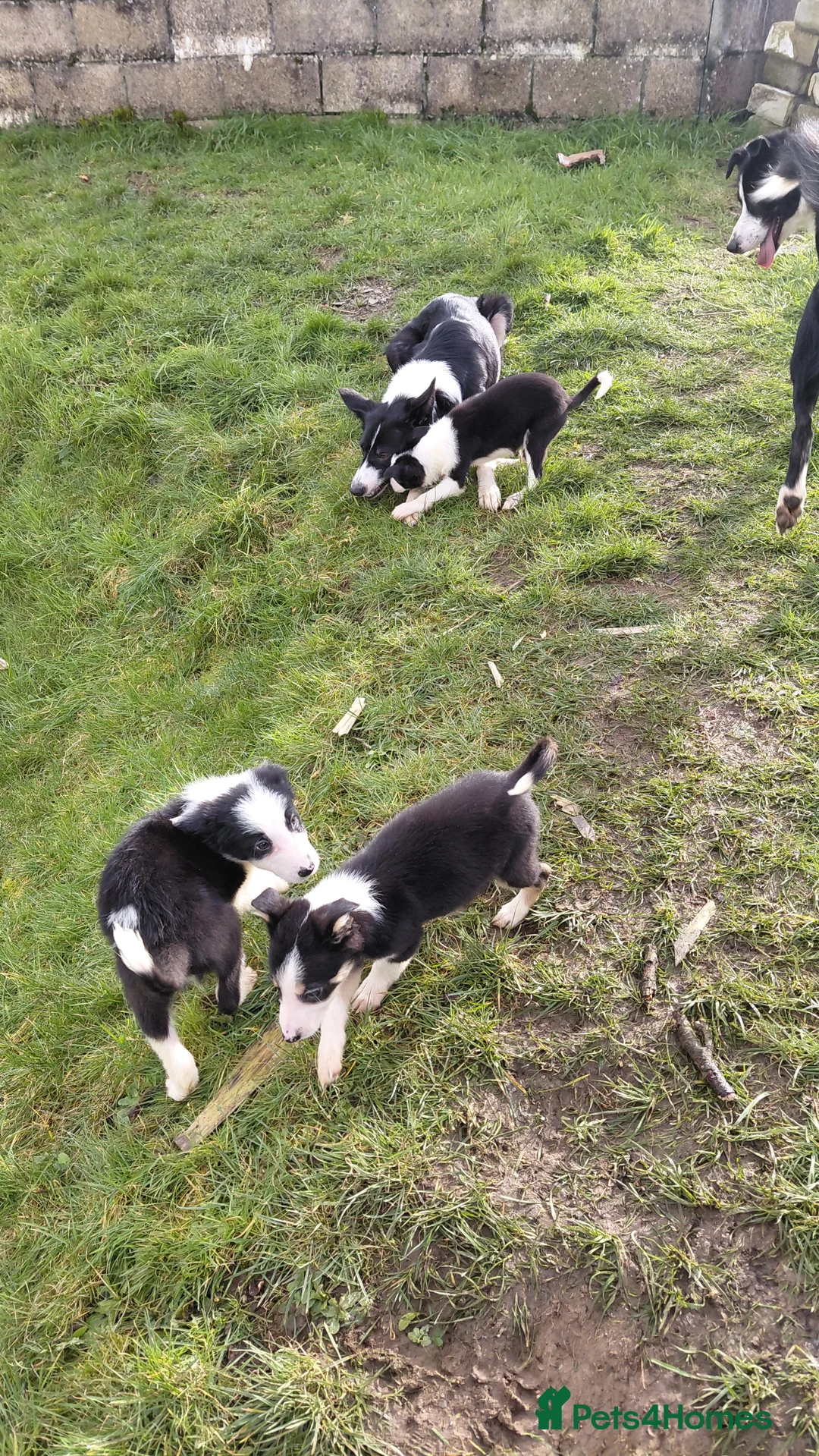 Border Collie dogs for sale: Border collie puppies tris + b/w - Advert 14
