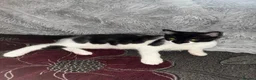 British Longhair cats for sale: 4 Beautiful Kittens Left  - Advert 15