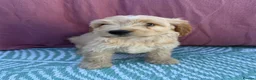 Cockapoo dogs for sale: Adorable F1 PRA clear cockapoo puppies READY TO GO - Advert 7