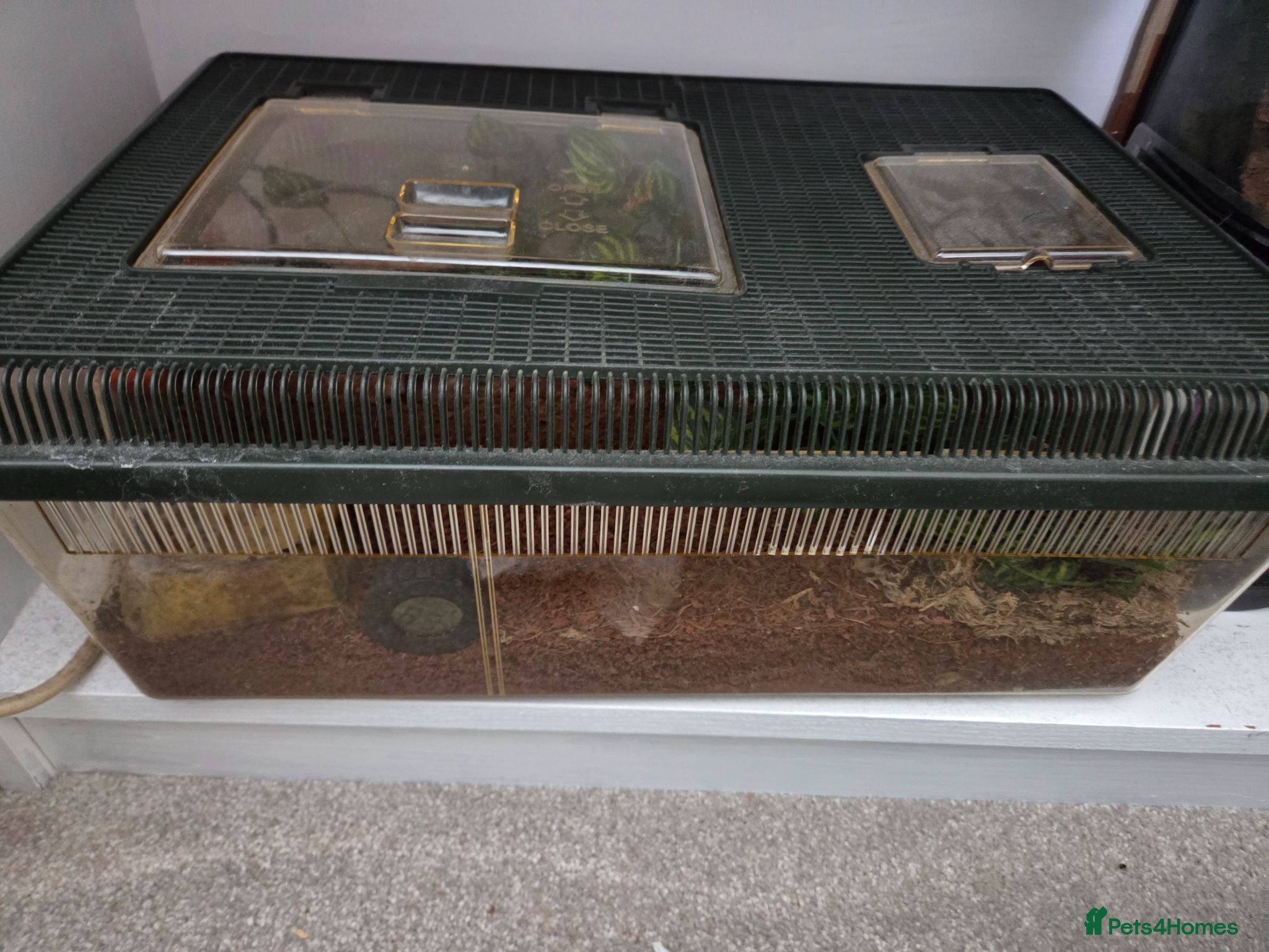 Tarantulas invertebrates Red knee tarantula with set up - Advert 6