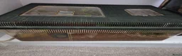 Tarantulas invertebrates for sale: Red knee tarantula with set up - Advert 1