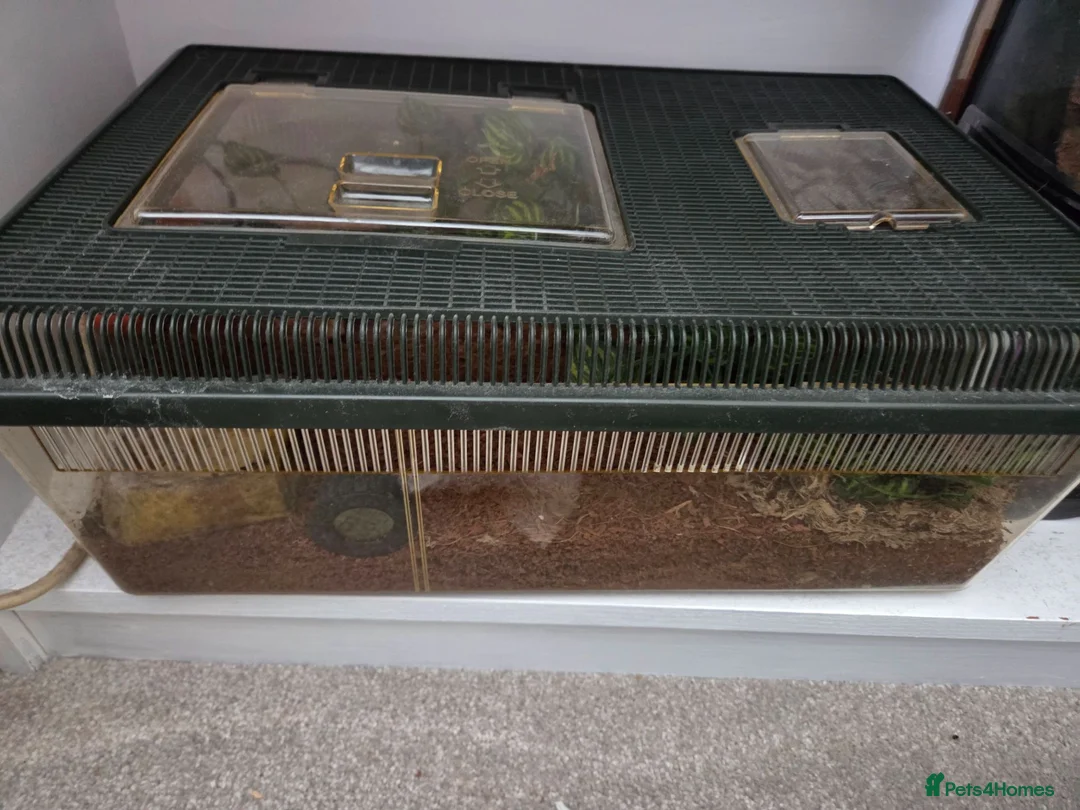 Tarantulas invertebrates for sale: Red knee tarantula with set up - Advert 1
