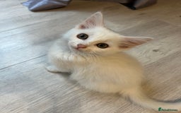 Turkish Angora cats for sale: cute white kittens - Image 13