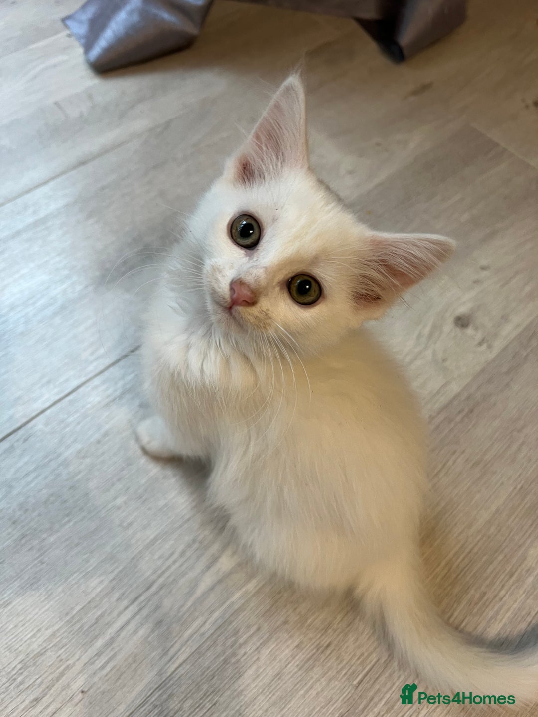 Turkish Angora cats for sale: cute white kittens - Image 13