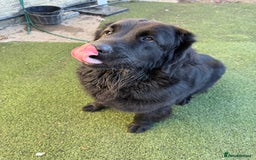 Mixed Breed dogs for sale: Beautiful Newfoundland X Golden Retriever Girl - Image 6