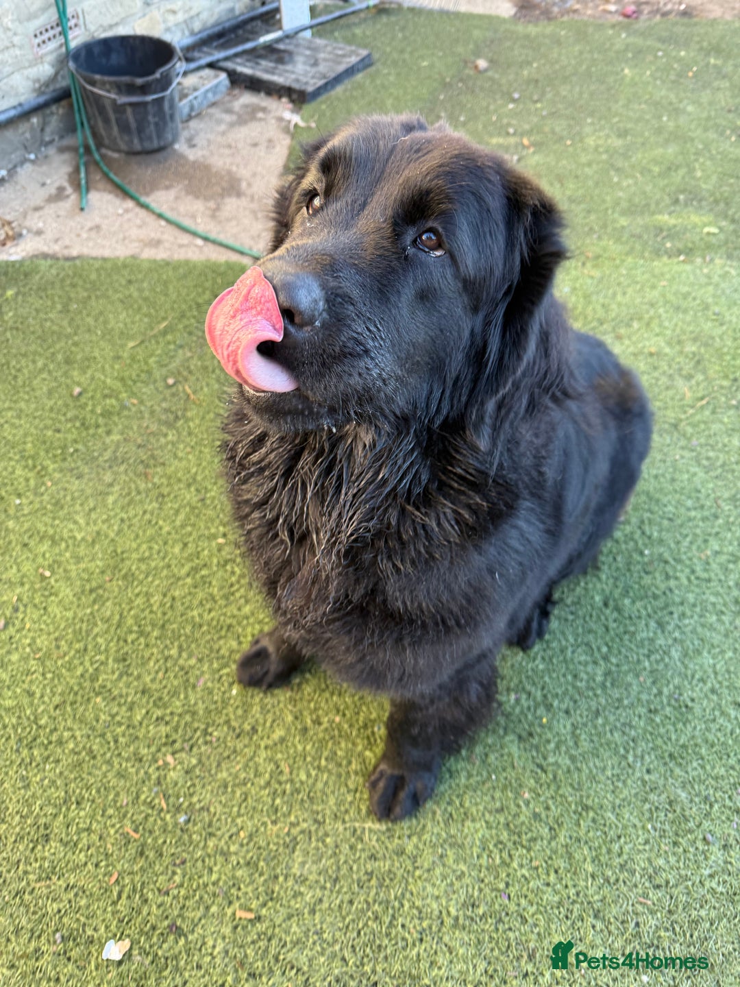 Mixed Breed dogs for sale: Beautiful Newfoundland X Golden Retriever Girl - Image 6