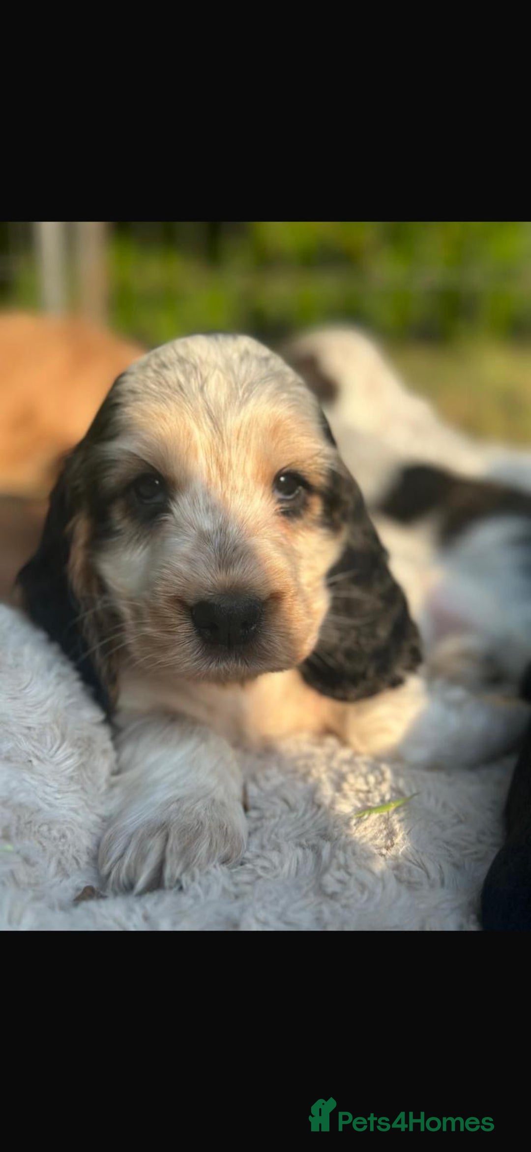 Cocker Spaniel dogs for sale: STUNNING Rizi Bizi sired Cocker puppies DNA Tested - Image 9