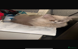 British Longhair cats for sale: British grey white brown long hair - Image 3