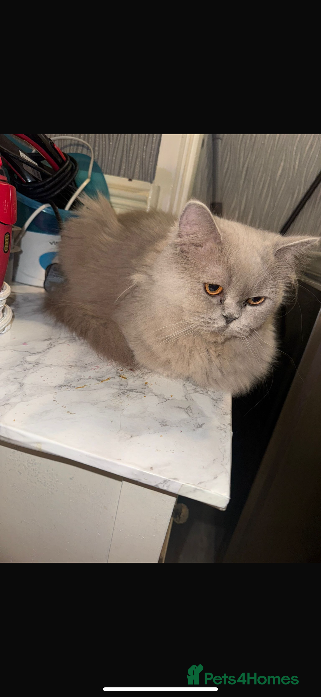 British Longhair cats for sale: British grey white brown long hair - Image 3