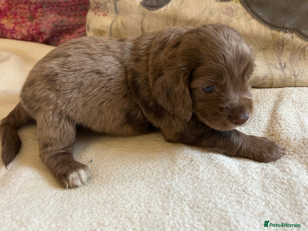Cocker Spaniel dogs for sale: STUNNING WORKING COCKER SPANIEL PUPS - Advert 17