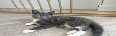 British Shorthair Kitten 1