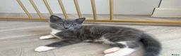 British Shorthair cats for sale: Beautiful British 1/2 Short Hair Kittens - Advert 4