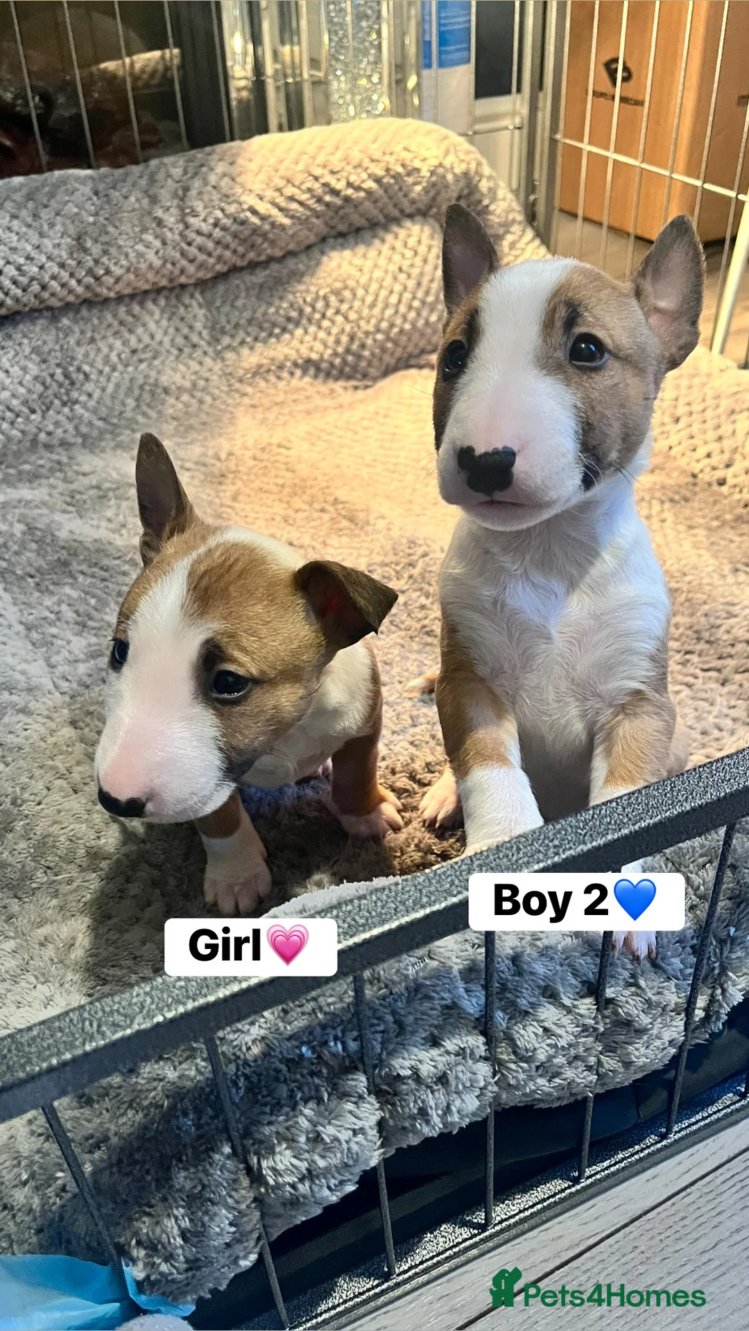 English Bull Terrier dogs for sale: Kc Miniature English bull terriers  - Advert 7