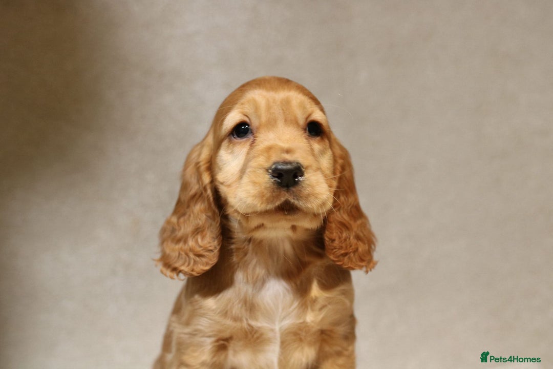 Cocker Spaniel dogs for sale: Beautiful litter of KC reg show type cockers  - Advert 3