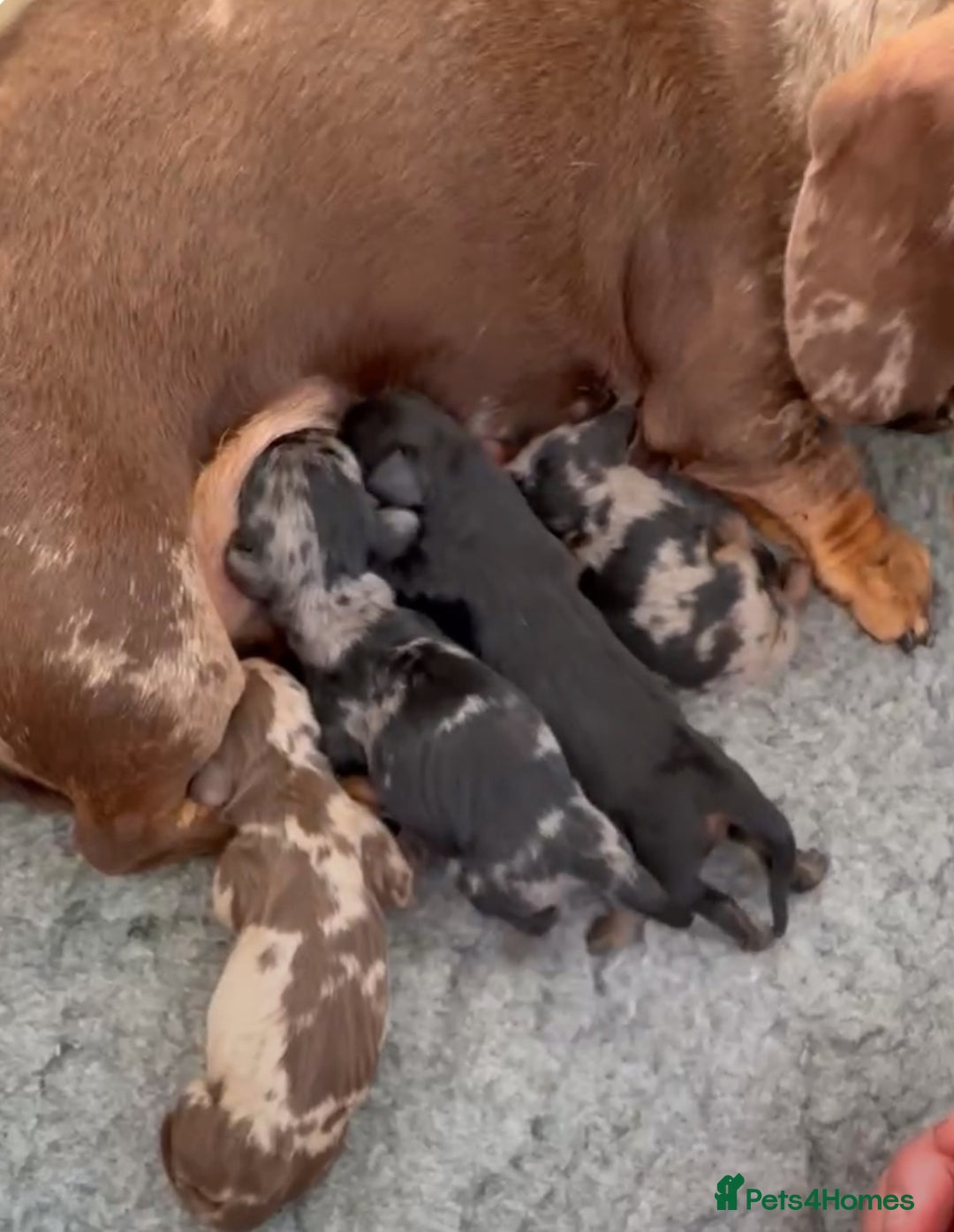 Miniature Dachshund dogs for stud: GLYNFELIN JACK MASTER FUNK miniature dachshund in Swansea - Advert 9