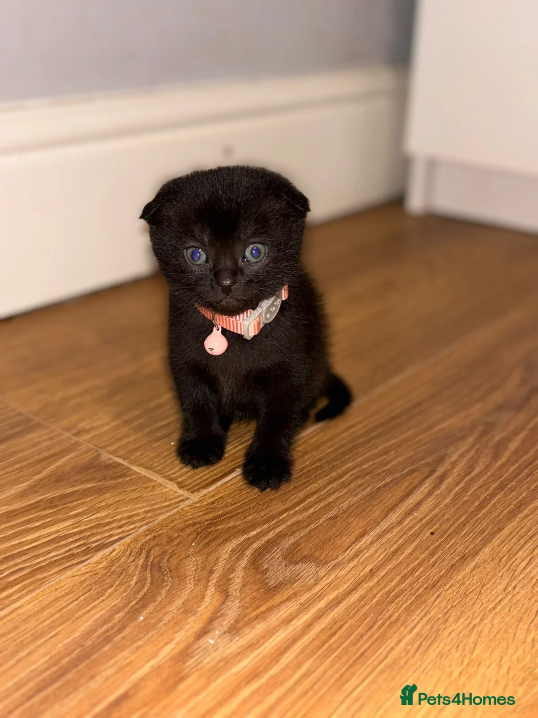 Scottish Fold cats for sale: 2 Black Scottish fold kittens  - Advert 5