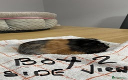Guinea Pig rodents for sale: 3 Male Guinea Pigs - Image 4