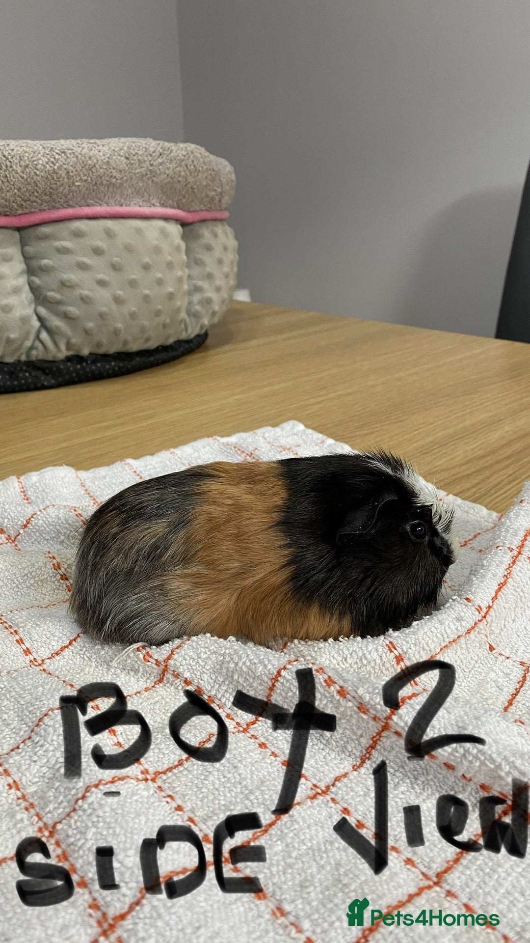 Guinea Pig rodents for sale: 3 Male Guinea Pigs - Image 4