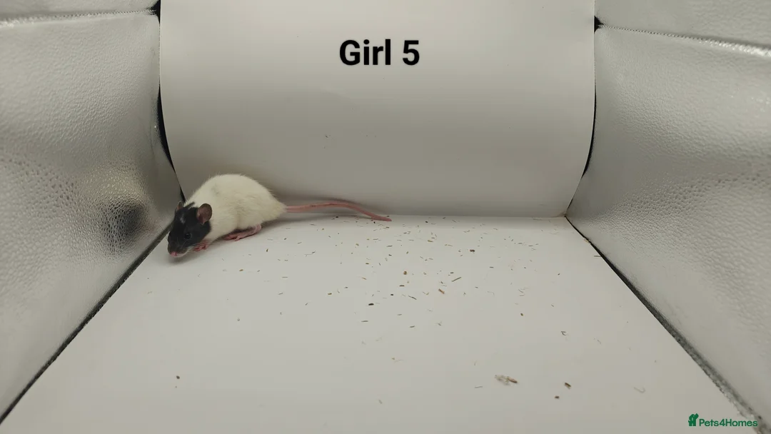 Rat rodents for sale: FEB: 20 Rats (13 Rats: 7 Boys & 6 Girls Left) - Advert 17